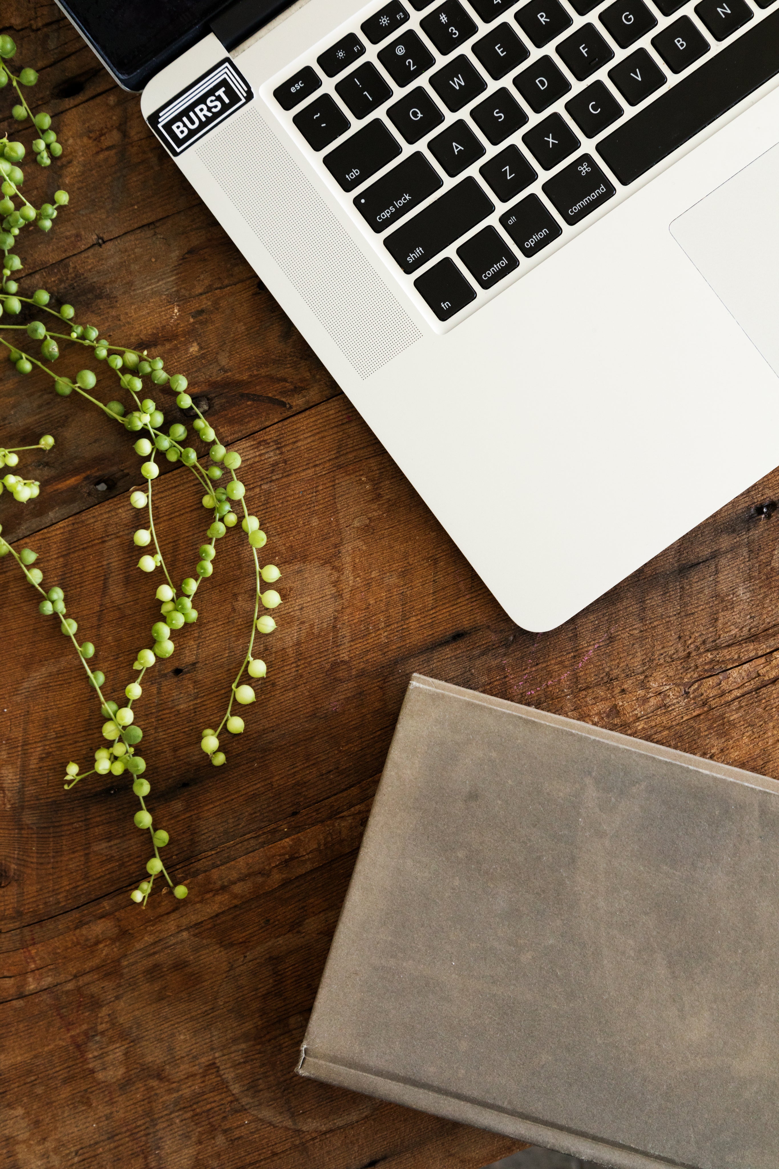 laptop-book-and-plant.jpg